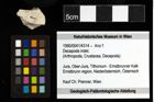 Foto (Objekt + Etiketten) von Decapoda indet. 